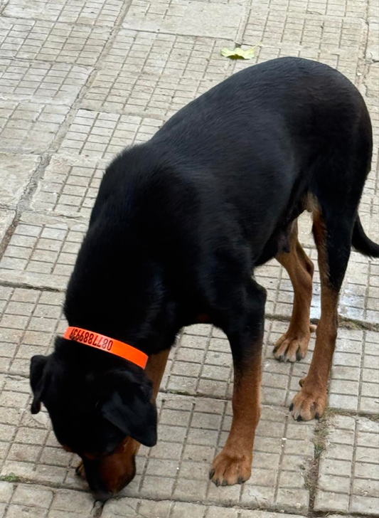 Каишка за Куче с Телефонен Номер или с Надпис по Ваш Избор