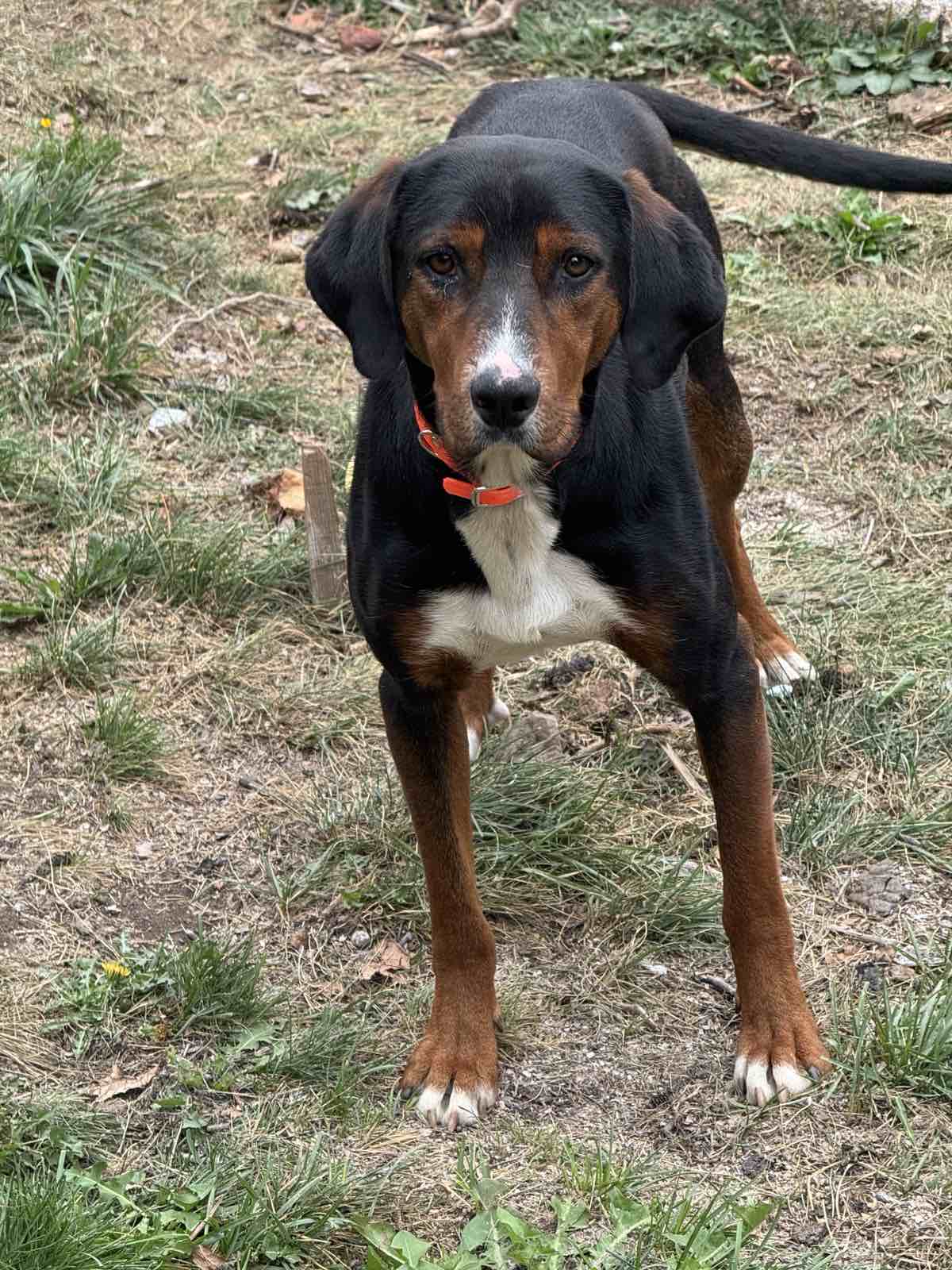 Каишка за Куче с Телефонен Номер или с Надпис по Ваш Избор