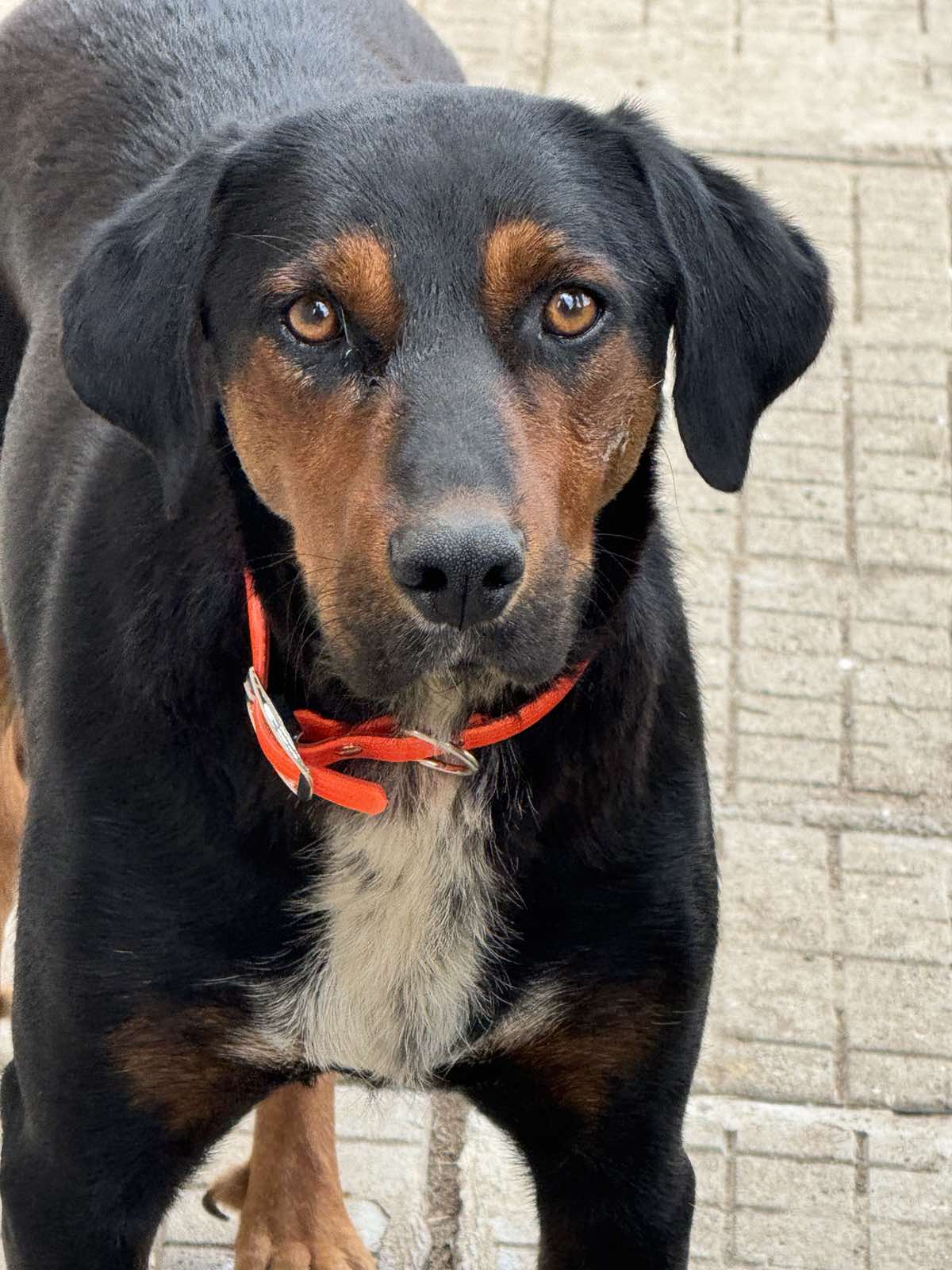 Каишка за Куче с Телефонен Номер или с Надпис по Ваш Избор