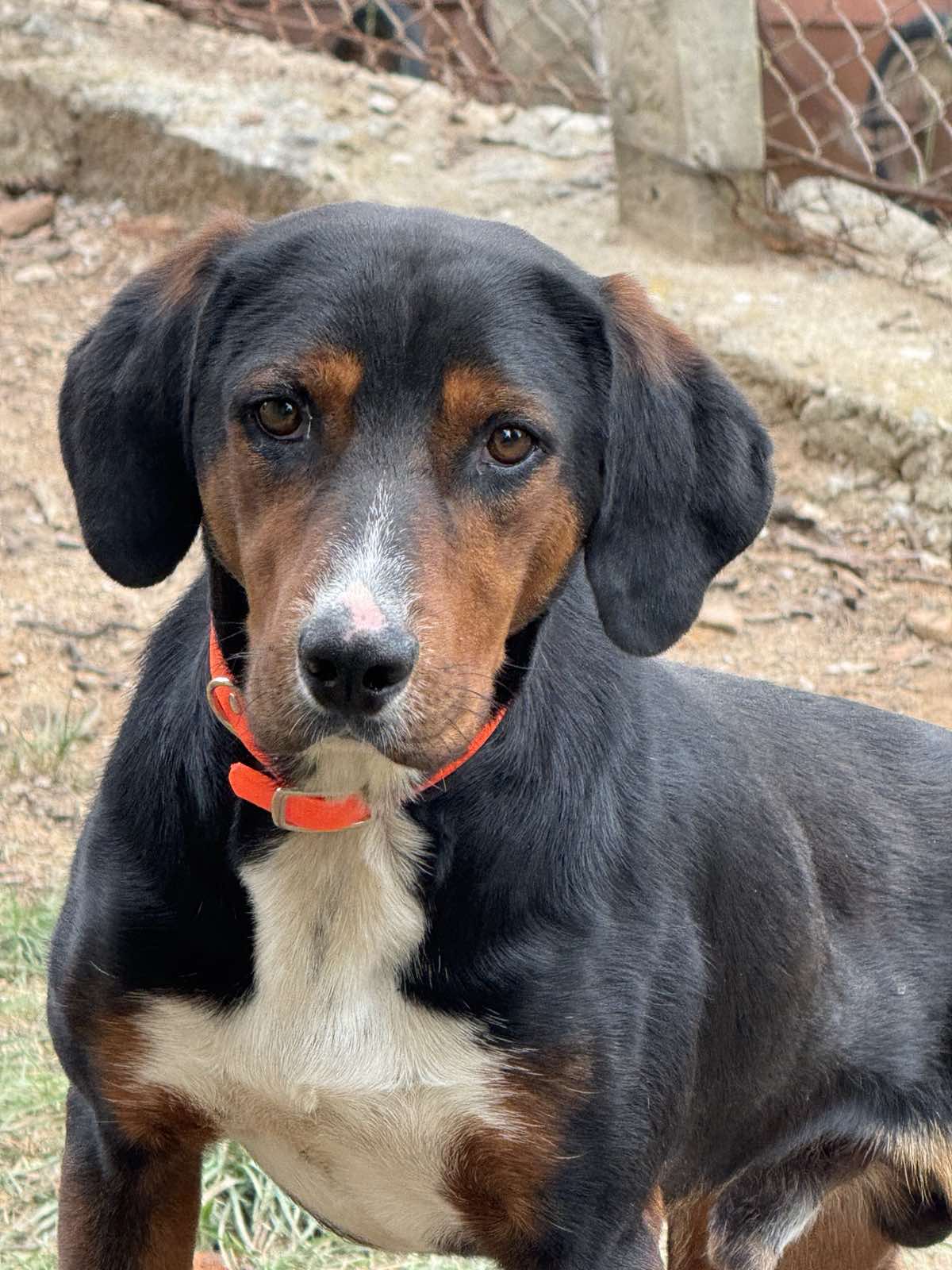 Каишка за Куче с Телефонен Номер или с Надпис по Ваш Избор